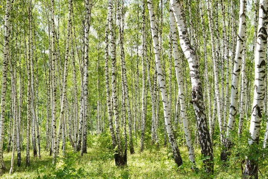 Gray Birch Seeds - 100+ Betula populifolia Native Tree for Landscaping, Reforestation & Biodiversity