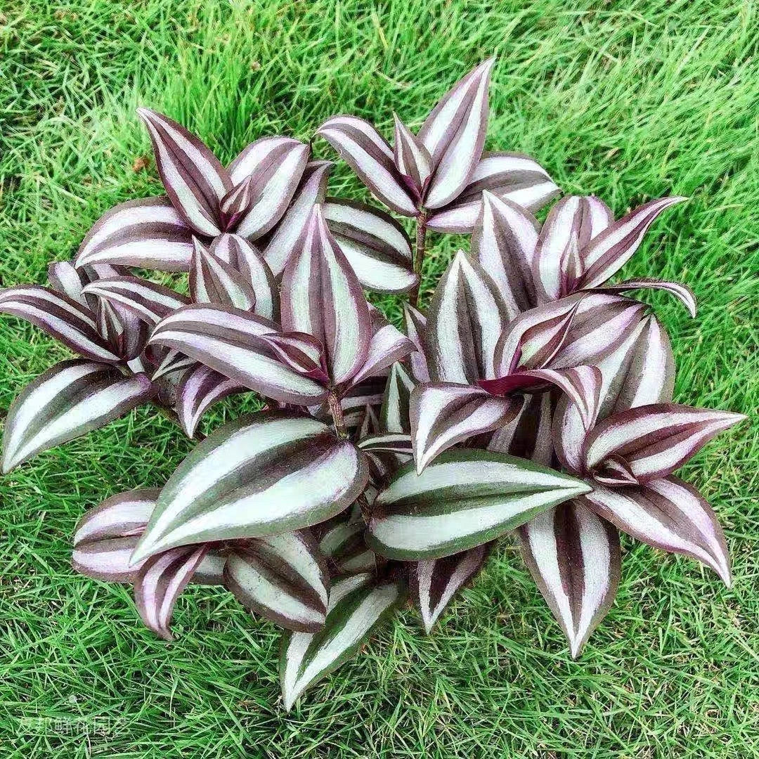 Wandering Jew Cuttings - 15 Rooted Tradescantia Zebrina Propagation Plants - Green and Purple Striped Foliage