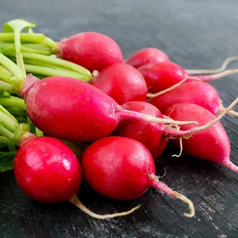 Radish Seeds - Comet Variety - Non-GMO Fresh Seeds for Planting - Raphanus sativus - Ideal for Garden or Container