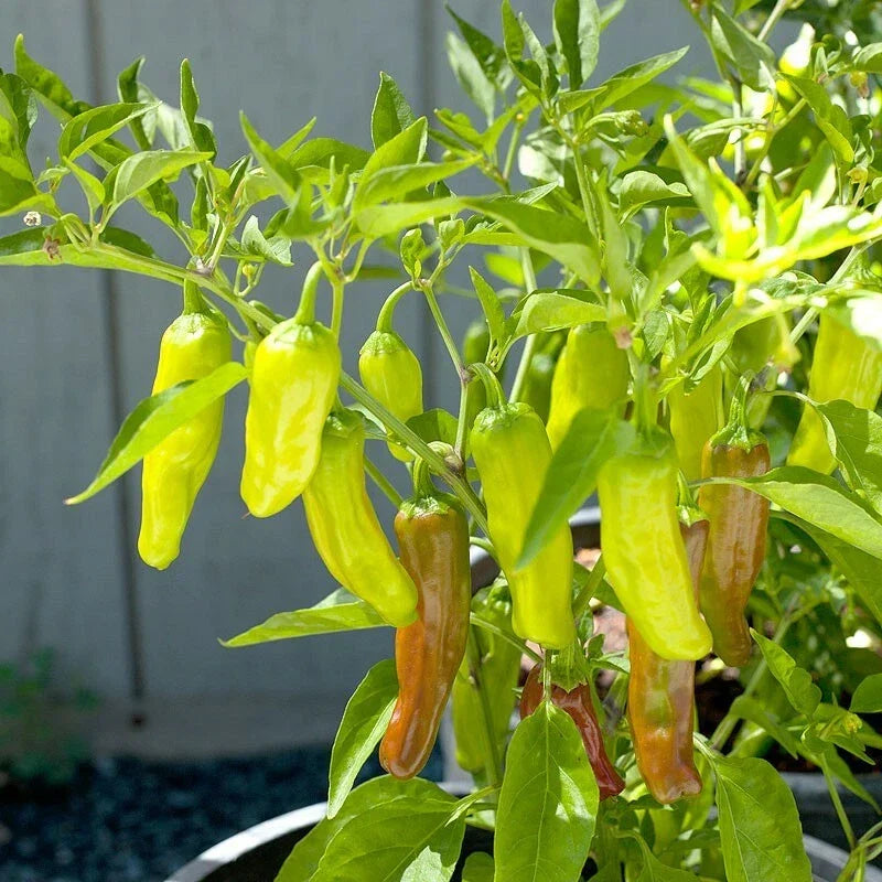 Golden Greek Pepperoncini Seeds | Heirloom Non-GMO Capsicum annuum | 1000 Pack for Pickling & Salads