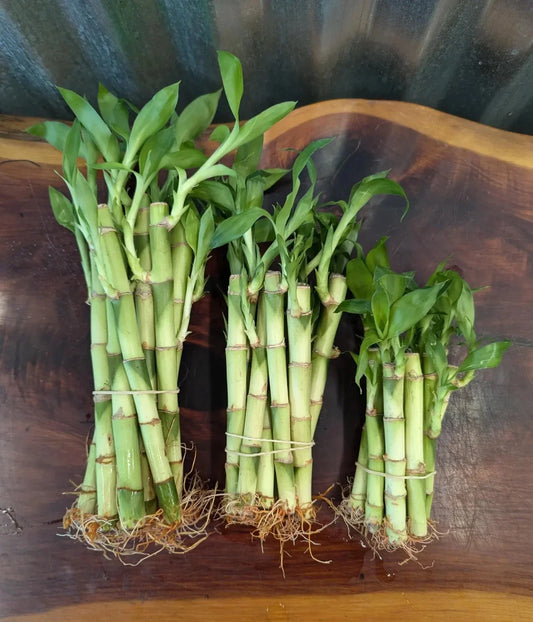 Lucky Bamboo Plants Set of 5/10 – 4", 6", 8" Dracaena sanderiana for Home Decor and Gift