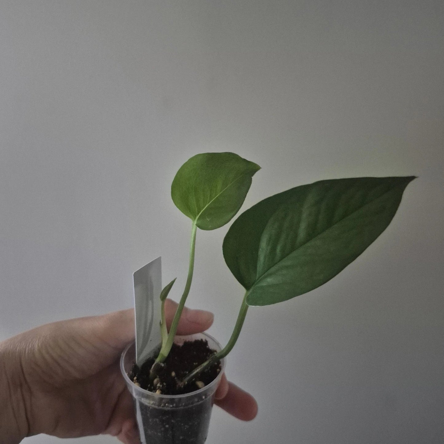Jade Pothos Starter Plant 2 Inch Pot | Epipremnum aureum | Indoor Houseplant with Green Foliage, Easy Care, Low Maintenance