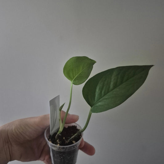 Jade Pothos Starter Plant 2 Inch Pot | Epipremnum aureum | Indoor Houseplant with Green Foliage, Easy Care, Low Maintenance