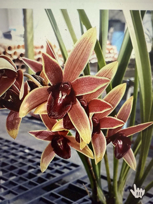 Orchid Plant Bare Root Cymbidium Aussie Dreamtime Blooming Orchid Vibrant Green and Yellow