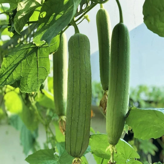 Luffa Gourd Seeds - 30 Non-GMO Chubby Pier Variety for Loofah Sponge Plant - Luffa aegyptiaca Annual Vine