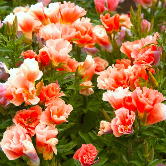 Orange Glory Godetia Seeds – Double Flowering Clarkia amoena for Spring & Summer Garden, Pollinator Attracting, 100 Seeds