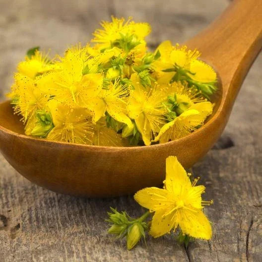 St. John's Wort Seeds - 500 Non-GMO Hypericum Perennial Herb with Yellow Flowers for Gardens and Pollinators