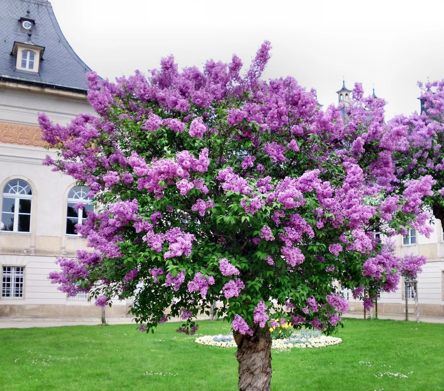 Persian Lilac Seeds - Melia azedarach Sacred Tree with Fragrant Purple Flowers - 30 Seeds for Garden, Landscaping & Privacy