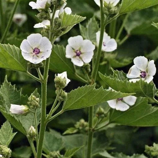 Marshmallow Seeds Non-GMO Althaea Officinalis Perennial Herb for Garden, Culinary & Herbal Use, Pack of 100