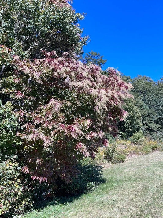 Lily of the Valley Sourwood Seeds - 1,000 Count - Oxydendrum arboreum for Garden, Landscape & Bee-Friendly Planting