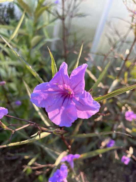 Mexican Petunia Rhizome Root Cuttings – 6 Flowering Ruellia simplex Plants for Garden Borders and Ground Cover