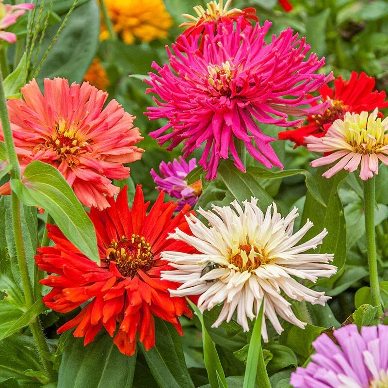 Cactus Flowered Zinnia Seeds Mix - 100+ Pack for Garden, Zinnia elegans, Vibrant Colors, Attracts Pollinators, Easy to Grow