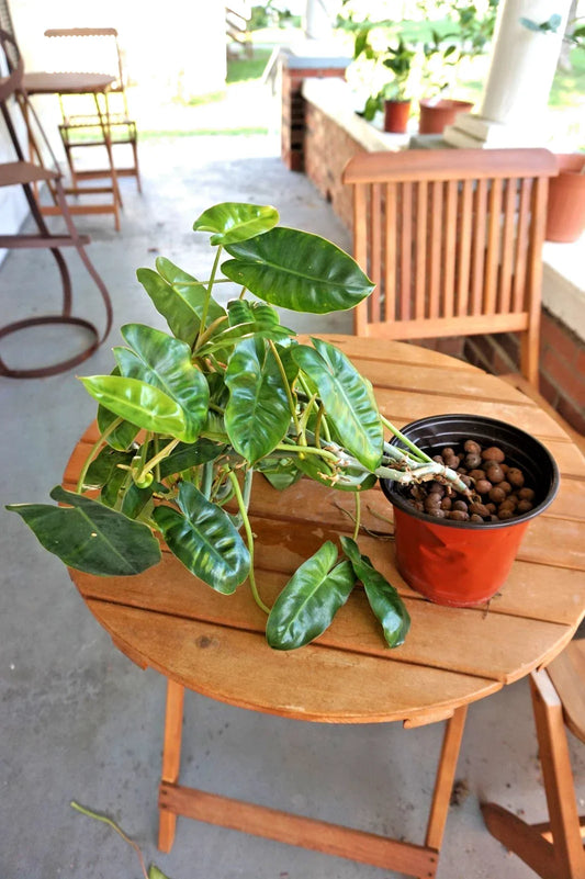 Philodendron Burle-Marxé Plant in 6-Inch Planter | Tropical Houseplant with Unique Foliage | Air-Purifying Indoor Plant