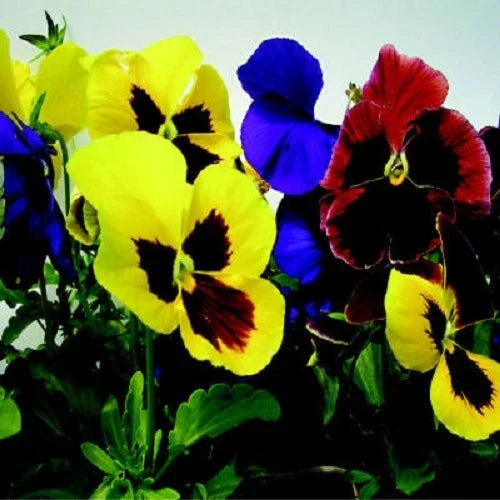 Giant Mix Pansy Seeds - 50 Viola tricolor Varieties for Bright Garden Borders & Containers