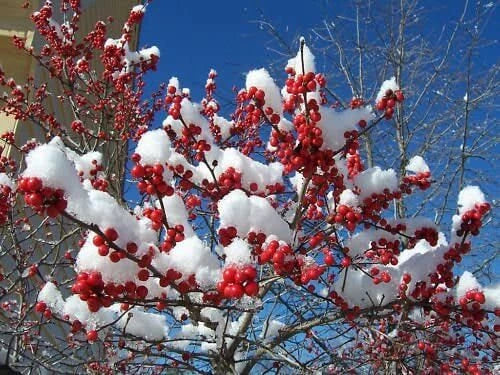 Live Winter Red Winterberry Holly Shrub - Well-Rooted Ilex verticillata for Garden, Landscape, Privacy Hedge