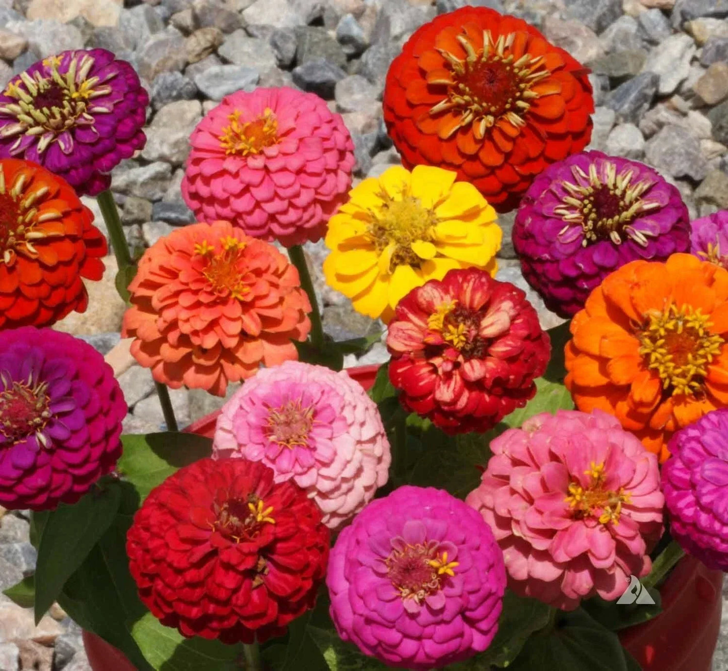 Thumbelina Zinnia Seeds Mix – Dwarf Colorful Flowers for Containers & Bouquets – Zinnia elegans Seed Pack