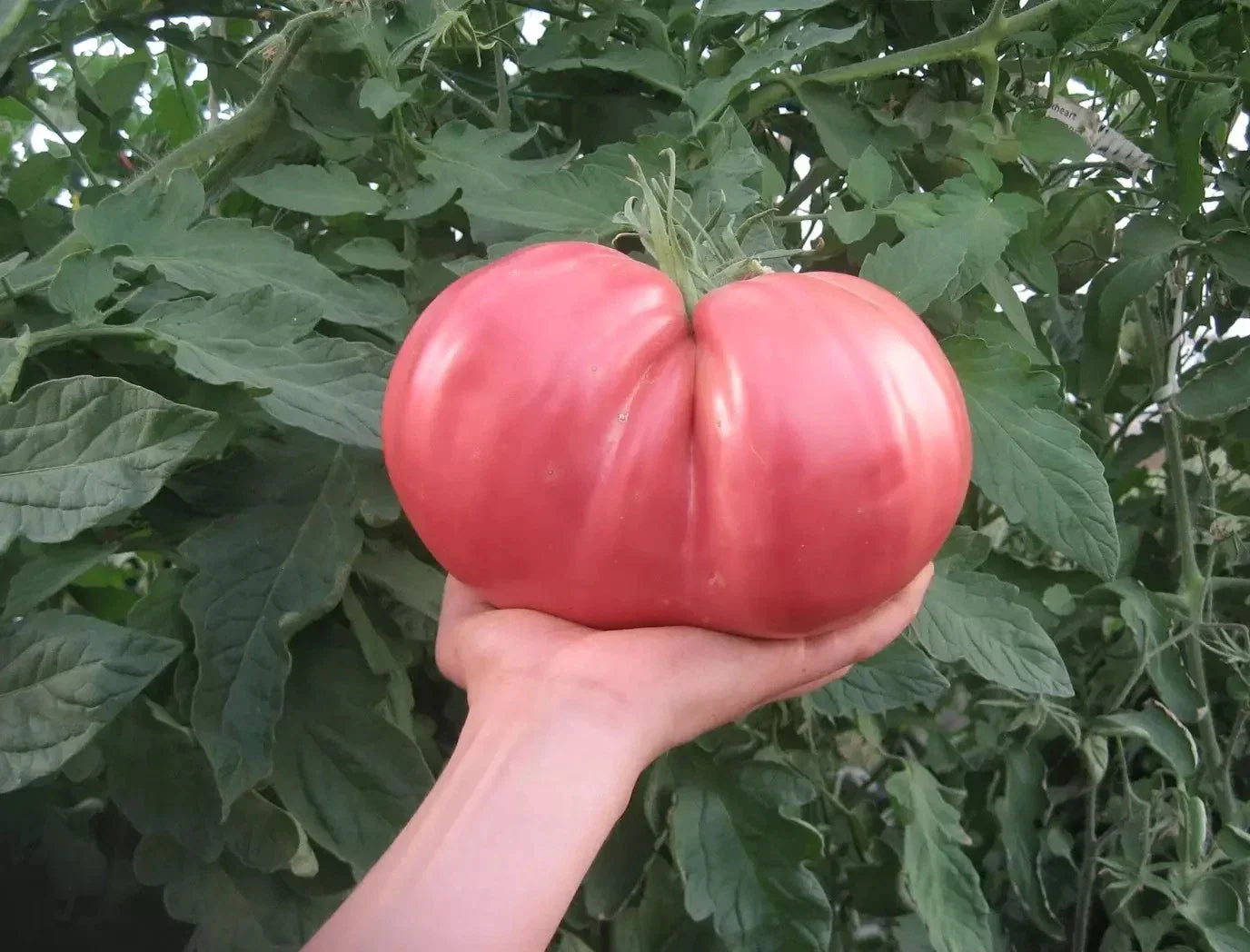 German Giant Tomato Seeds - Non-GMO Organic Heirloom Solanum lycopersicum - Pack of 10+ for Large Juicy Tomatoes