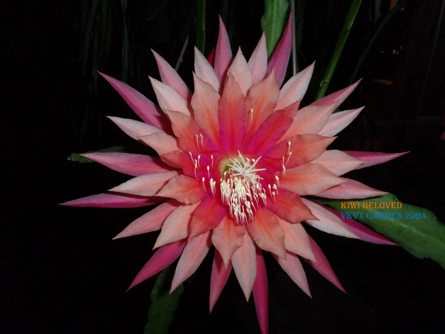 Epiphyllum Orchid Cactus Cutting - Kiwi Beloved Variety - Indoor Houseplant, Exotic Blooms, Epiphyllum spp.