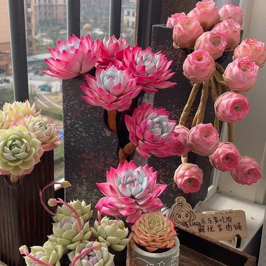 Mixed Colorful Succulent Seeds - 100pcs Lithops (Living Stones) for Indoor & Outdoor Gardens, Drought-Tolerant, Easy to Grow