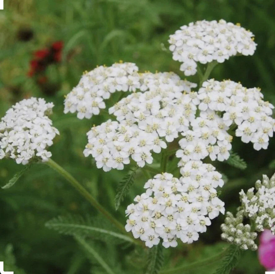 White Yarrow Seeds - 500+ Non-GMO Achillea millefolium Perennial for Gardens, Borders, Wildflowers, Pollinator Attractant