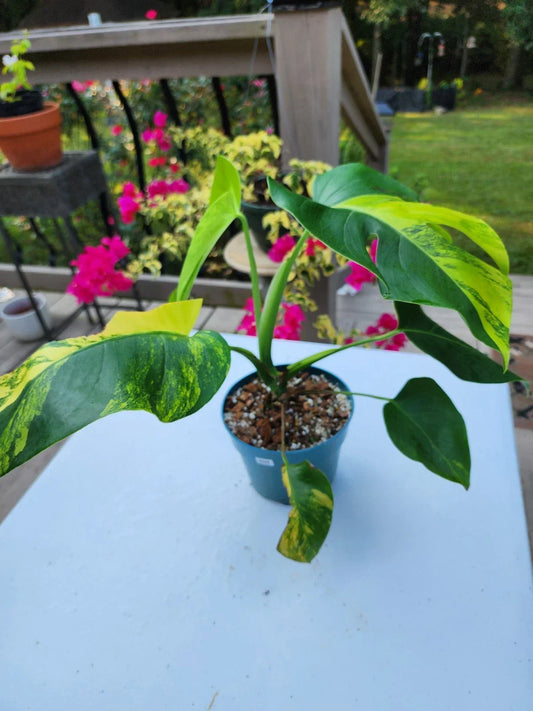 Monstera Aurea Plant in 6-Inch Pot, Variegated Monstera Deliciosa, Tropical Houseplant, Well-Rooted Indoor Plant