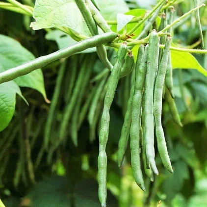 Jade Green Bean Seeds - Slender Haricot Vert - Phaseolus vulgaris - Non-GMO, High Germination, Perfect for Container & Garden Planting