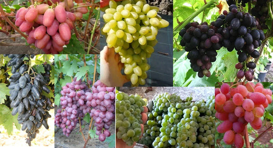 Grape Cuttings Mix - 7 Rooting Cuttings of Vitis vinifera Varieties for Home Garden and Vineyard Cultivation