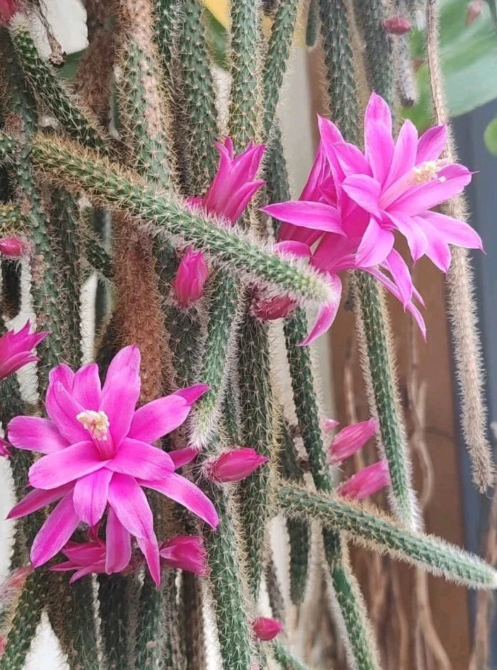 Rat Tail Cactus Cuttings – Pink Aporocactus Flagelliform Succulent for Hanging Baskets & Containers