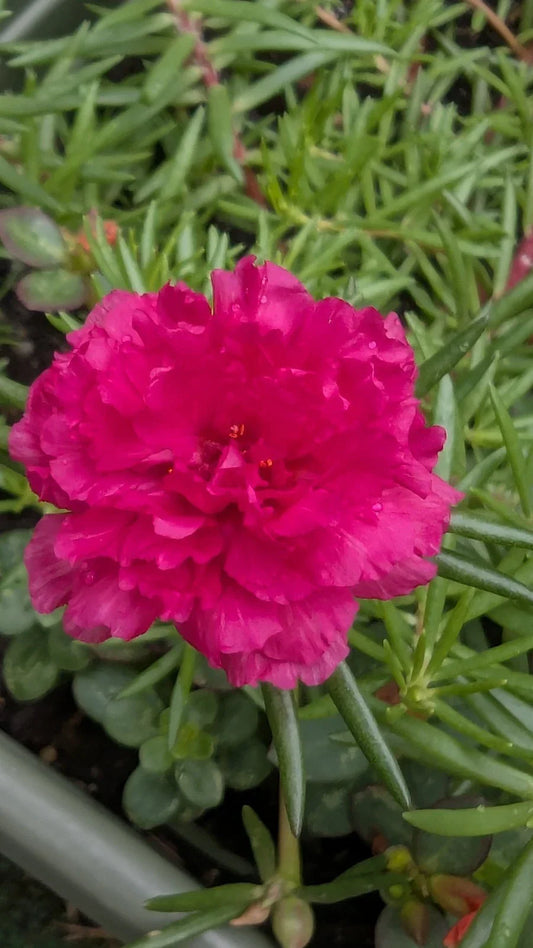 Hot Pink Portulaca Moss Rose Cuttings - Unrooted Double Blooms - Portulaca grandiflora - Drought Tolerant, Sunny Garden, Container Planting