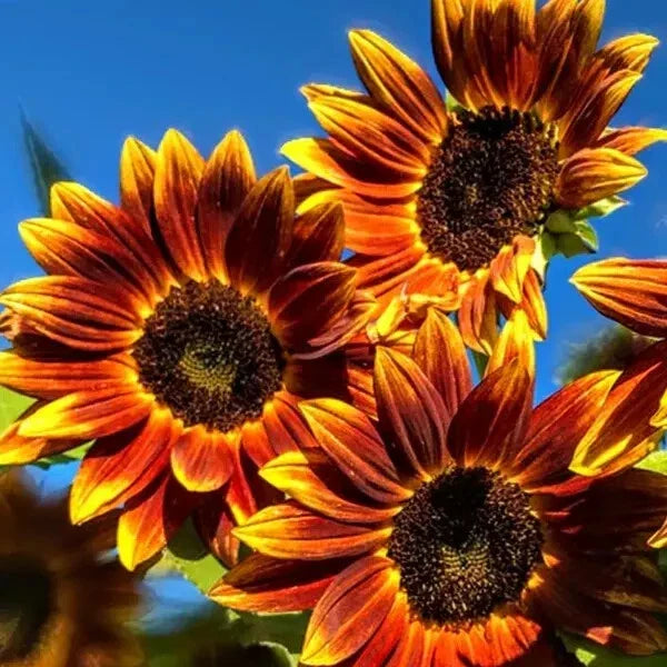 Organic Sunflower Seeds - 50 Pack - Earthwalker Variety - Helianthus annuus - USA Grown, Non-GMO, Pollinator Friendly