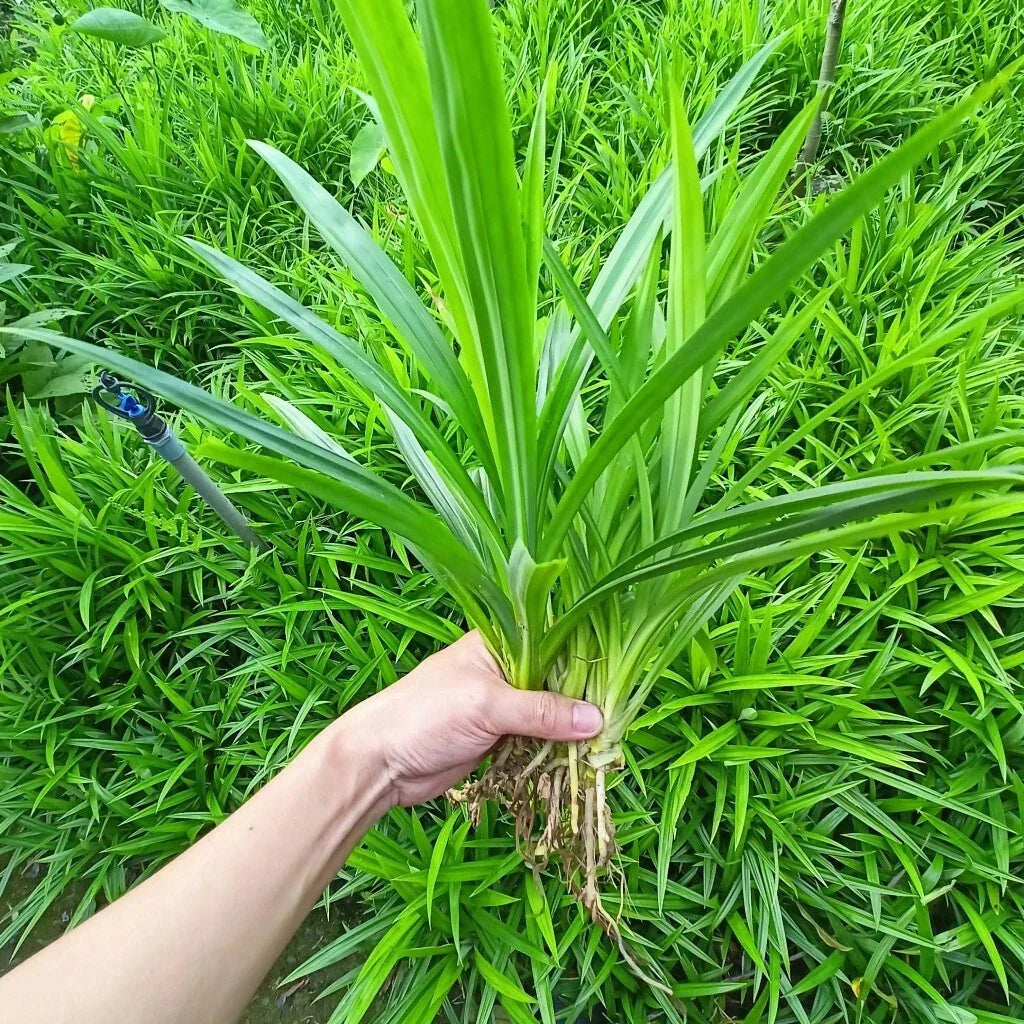 Pandan Leaf Live Plant Root | Culinary Herb for Cooking & Aromatic Use | Pandanus amaryllifolius