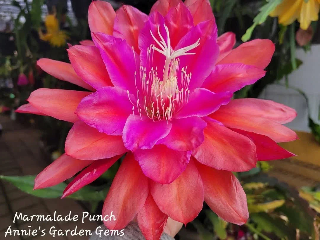 Epiphyllum Cuttings 8-10 Inches Marmalade Punch Unrooted Epiphyllum oxypetalum Succulent Plant Propagation