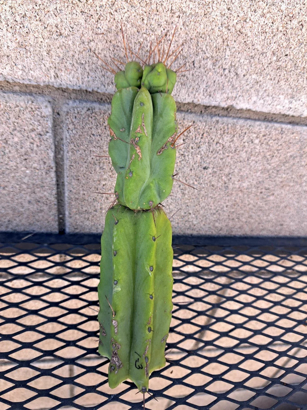 Cereus Bridge Cactus Cutting 8in, Indoor/Outdoor Succulent, Fast-Growing Cereus peruvianus, Tall Upright Cactus Plant