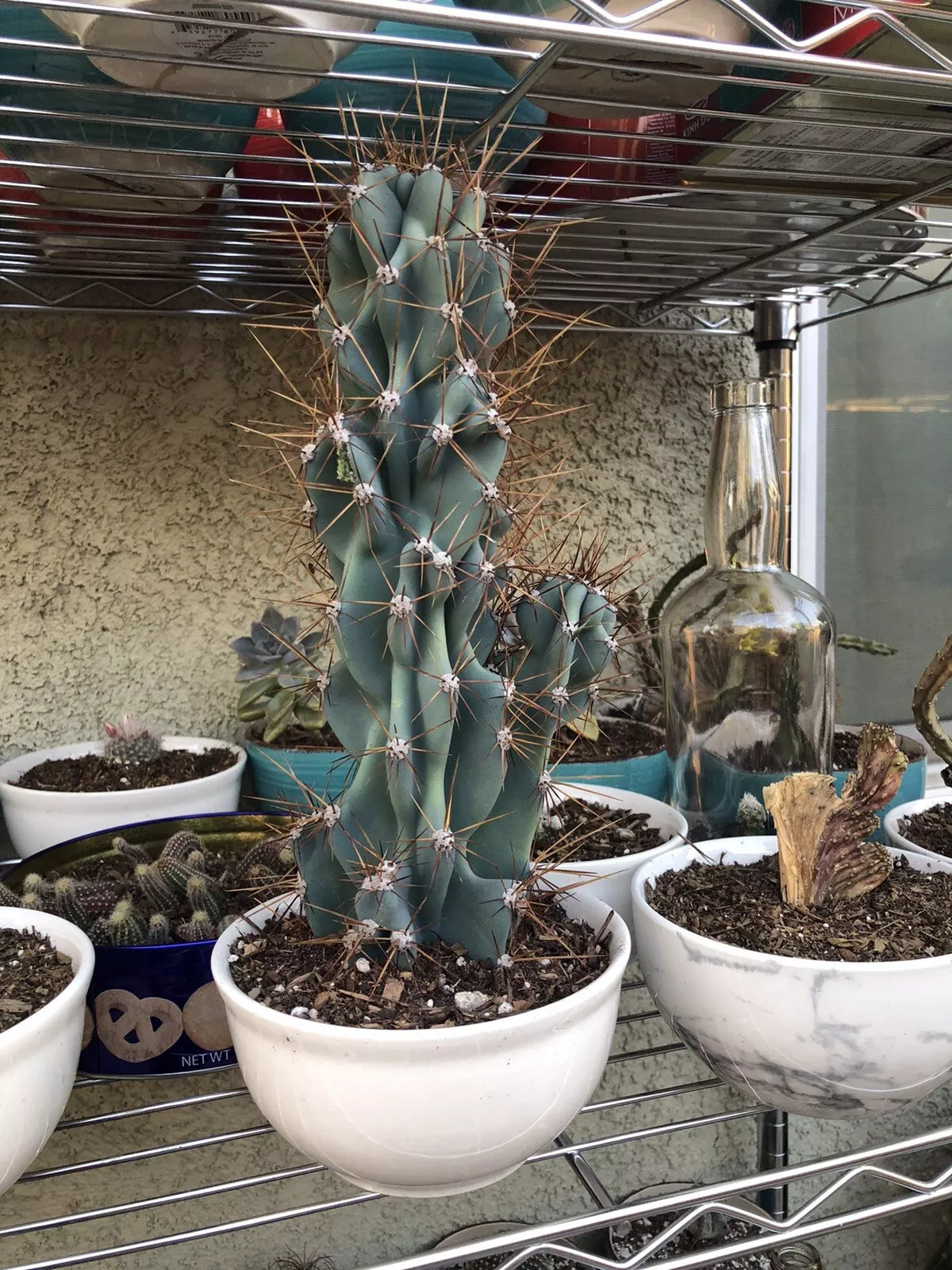 Sculptural Hardy Cereus Monstrosus Cactus - Unique Shape, No Pot or Soil - Cereus peruvianus var. monstrosus Succulent Plant
