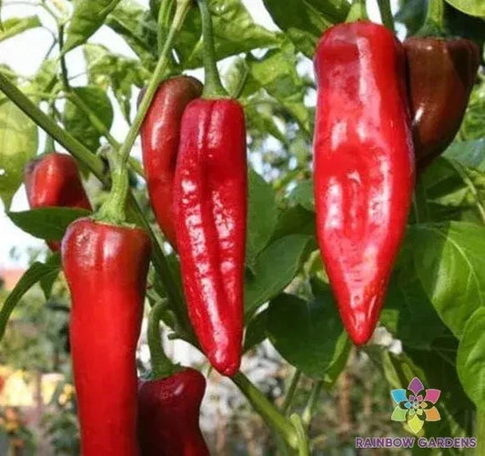 NuMex Big Jim Sweet Pepper Seeds – Capsicum annuum – 25+ Non-GMO Vegetable Seeds for Home Garden, Container, or Raised Bed Planting