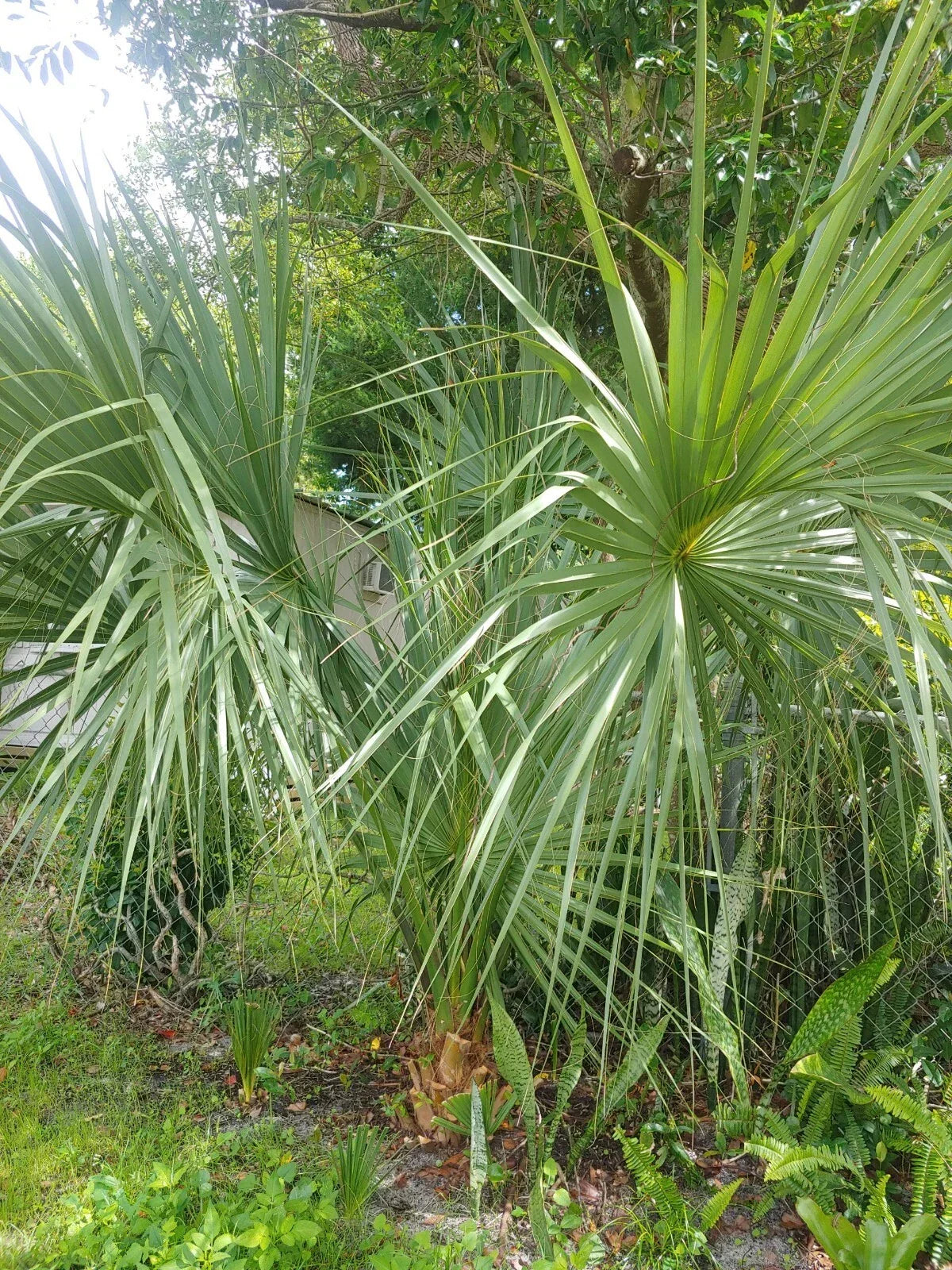 Florida Sabal Palmetto Palm Tree - 8-12 Inch Rooted Live Plant for Garden Landscaping Sabal palmetto