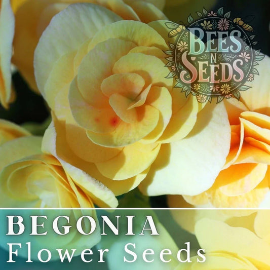 Lemon Glow Begonia Seeds - Non-GMO Flower Seeds for Indoor & Outdoor Gardens - Begonia x tuberhybrida