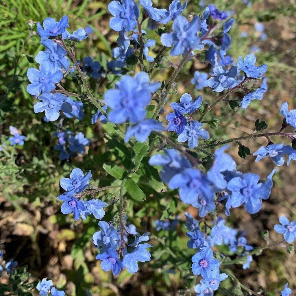 Chinese Forget-Me-Not Seeds 2000+ Cynoglossum Amabile Blue Flowers for Gardens & Landscaping