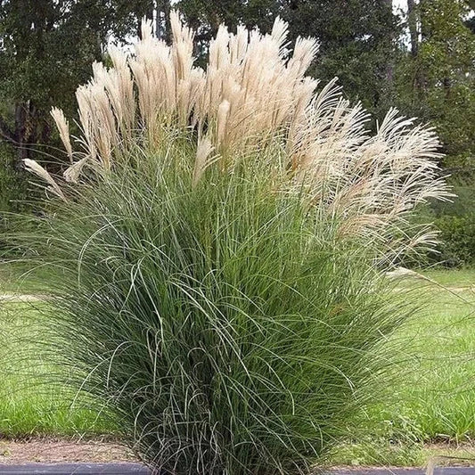 Miscanthus sinensis Seeds - 30 Organic Japanese Silvergrass Perennial Grass for Borders & Privacy Screens