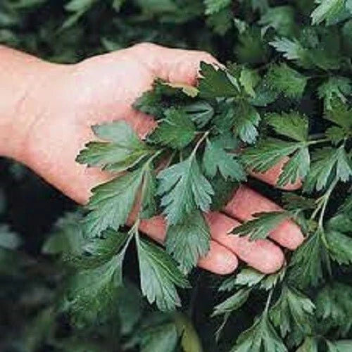 Giant of Italy Parsley Seeds - Organic Heirloom, Petroselinum crispum, Flat-Leaf Herb for Culinary & Gardening