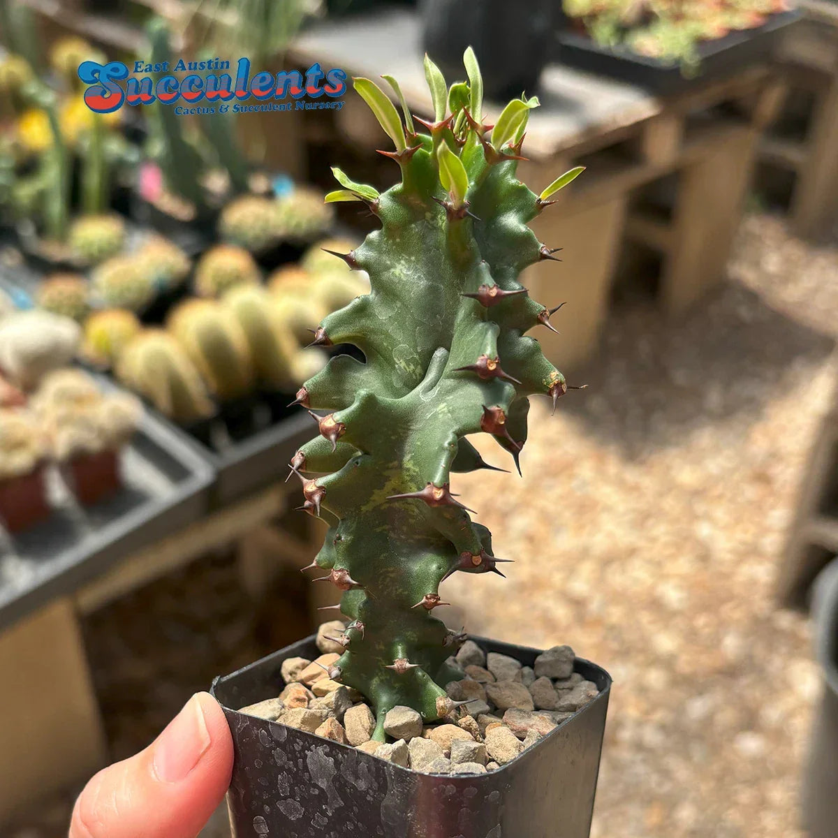 Euphorbia ingens monstrose Live Rooted Succulent Plant - Variegated Drought-Tolerant Cactus for Indoor Outdoor Decor