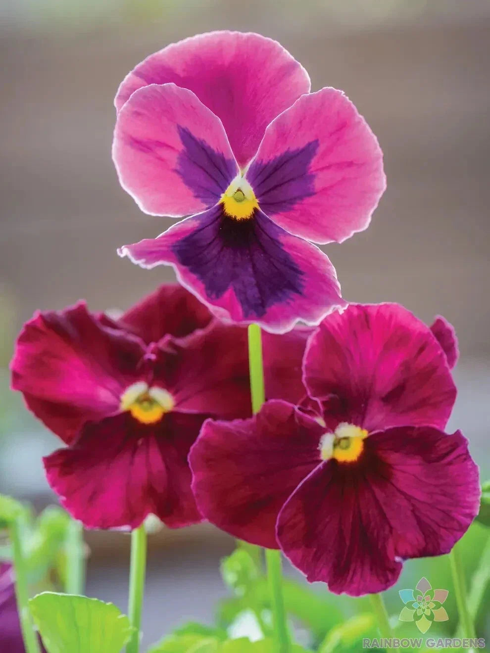 Ruby Mix Pansy Seeds - Viola Tricolor Annual Seeds for Garden Beds & Containers - 200+ Non-GMO, Vibrant Red Pink Purple Colors