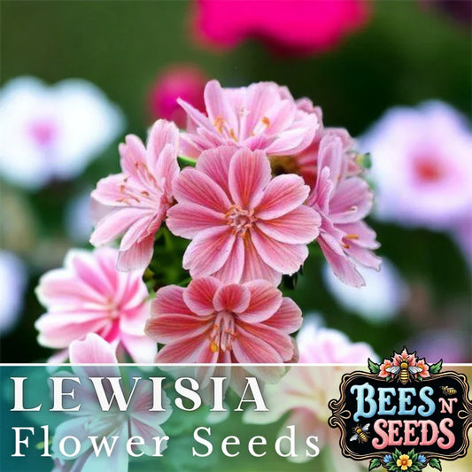 Lewisia Seeds - Fransi Variety, Non-GMO Flower Seeds for Garden, Rock Garden, Borders, Containers, Lewisia cotyledon