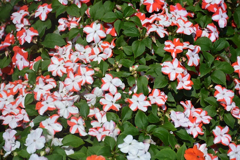 Busy Lizzy Seeds - 100 Premium Orange Star Impatiens - Impatiens walleriana - Non-California Shipping - Flowering Plants