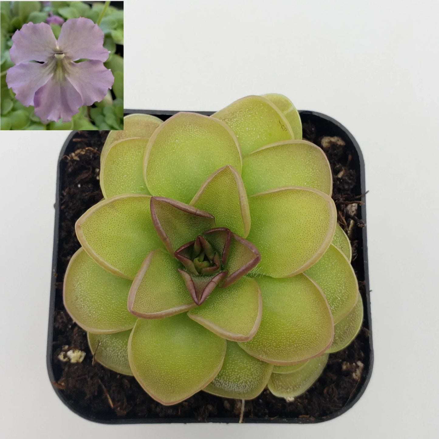 Carnivorous Plant Pinguicula 'Hanka' Butterwort Live Plant, Green Leaves, Easy Care, Indoor & Outdoor Gardening