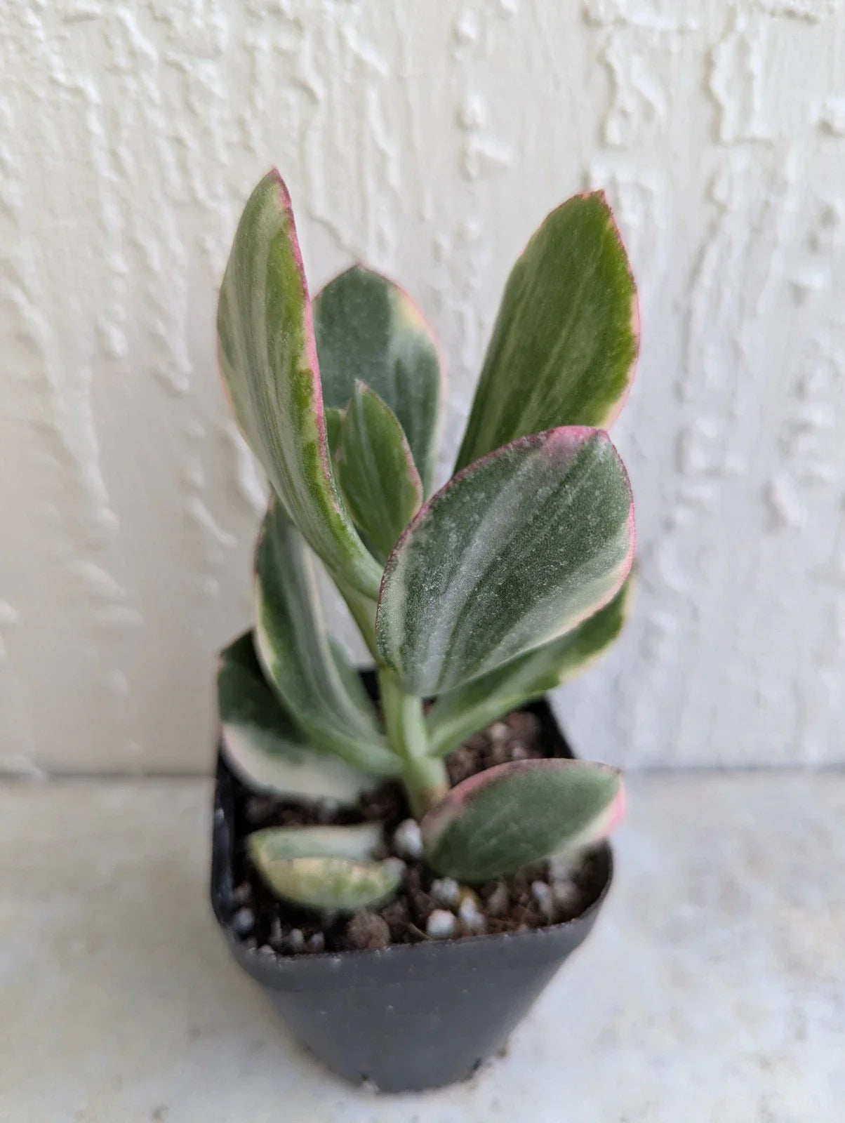 Variegated Jade Plant in 2-Inch Pot | Crassula Ovata Succulent Indoor Houseplant | Low Maintenance Greenery