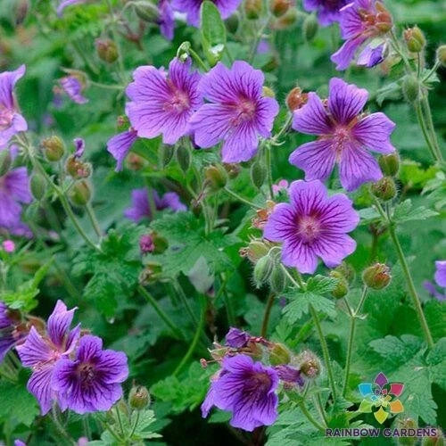 Himalayan Cranesbill Geranium Seeds - 25+ Pack, Purple-Blue Flowers, Perennial, USA Grown, Drought-Resistant, Full Sun to Partial Shade
