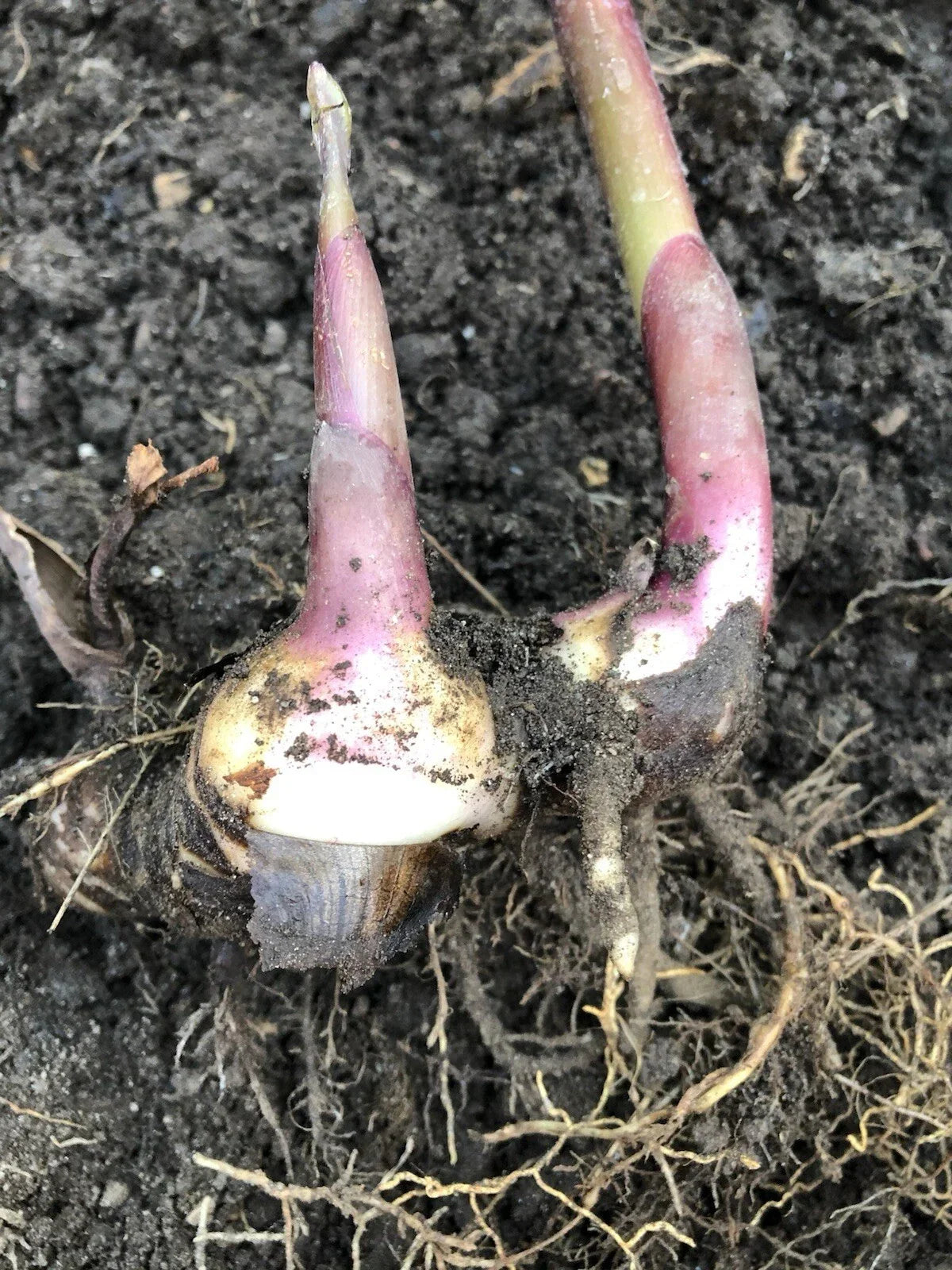 Canna Lily Bulb Edulis Ker Gawl Live Plant – 2 Bare Root Canna Bulbs for Planting, Ornamental Flowering Plant
