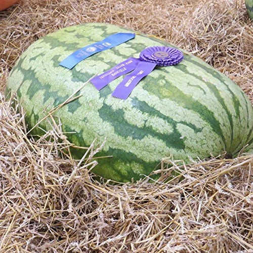 Carolina Cross Watermelon Seeds | Heirloom Non-GMO | Citrullus lanatus | Large Sweet Watermelons for Home Gardening
