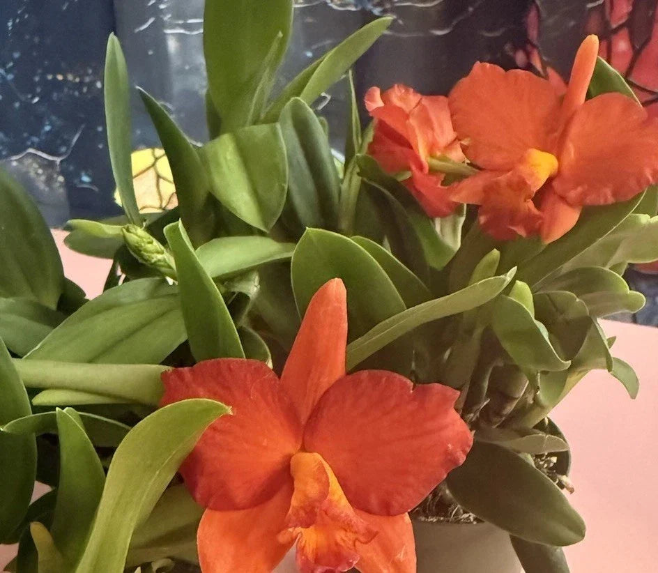 Cattleya Orchid Plant Bare Root 1-3 Stems Exotic Houseplant Unique Blooms No Pot Sale